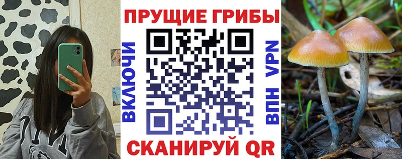 где продают   Черемхово  Галлюциногенные грибы Psilocybine cubensis 
